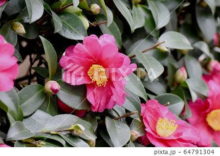 三鷹中原に咲くピンクのカンツバキの花 64791304
