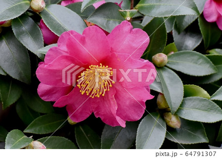 三鷹中原に咲くピンクのカンツバキの花 三鷹中原に咲くピンクのカンツバキの花 64791307