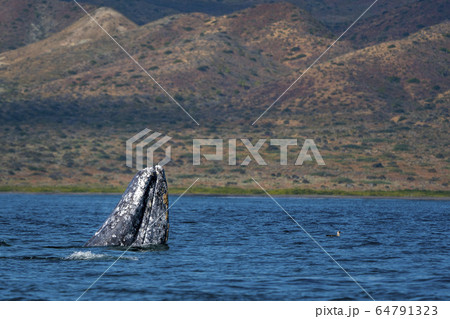 grey whale while hopping spying outside the sea 64791323