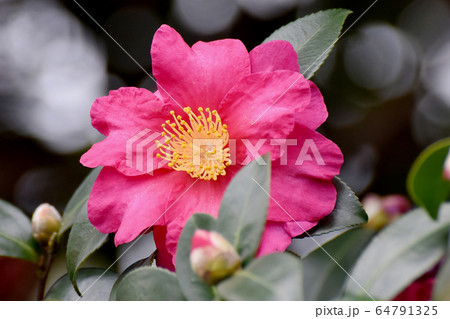 三鷹中原に咲くピンクのカンツバキの花 64791325