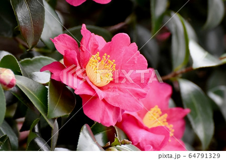 三鷹中原に咲くピンクのカンツバキの花 三鷹中原に咲くピンクのカンツバキの花 64791329