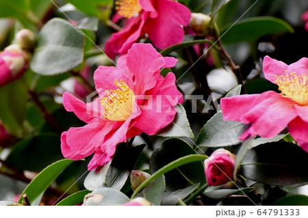 三鷹中原に咲くピンクのカンツバキの花 三鷹中原に咲くピンクのカンツバキの花 64791333
