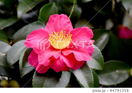 三鷹中原に咲くピンクのカンツバキの花 64791358