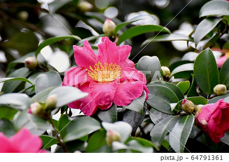 三鷹中原に咲くピンクのカンツバキの花 64791361