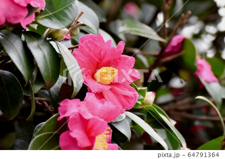 三鷹中原に咲くピンクのカンツバキの花 三鷹中原に咲くピンクのカンツバキの花 64791364