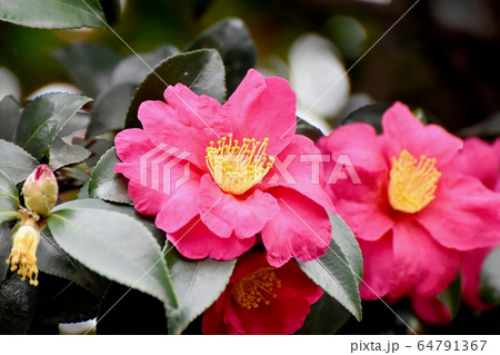 三鷹中原に咲くピンクのカンツバキの花 三鷹中原に咲くピンクのカンツバキの花 64791367