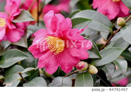 三鷹中原に咲くピンクのカンツバキの花 64791407