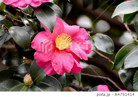 三鷹中原に咲くピンクのカンツバキの花 64791414