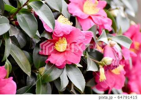 三鷹中原に咲くピンクのカンツバキの花 64791415