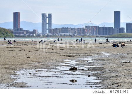 潮干狩り 福岡市東区塩浜海岸 博多湾 遠望はアイランドシティ 潮干狩り 福岡市東区塩浜海岸 博多湾 遠望はアイランドシティ 64791445