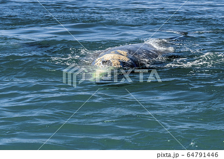 grey whale in Loreto baja california sur grey whale in Loreto baja california sur 64791446