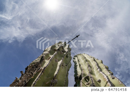 Baja california desert cactus 64791458