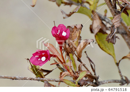 三鷹中原に咲くピンクのハコネウツギの花 64791518