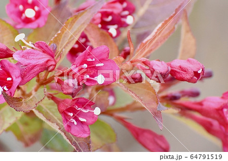 三鷹中原に咲くピンクのハコネウツギの花 三鷹中原に咲くピンクのハコネウツギの花 64791519