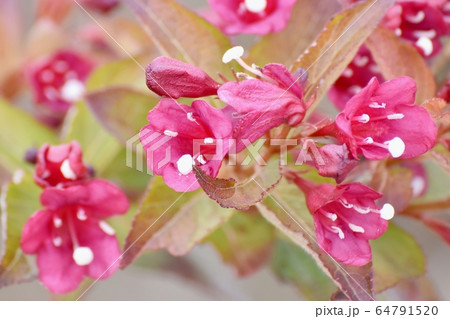 三鷹中原に咲くピンクのハコネウツギの花 64791520