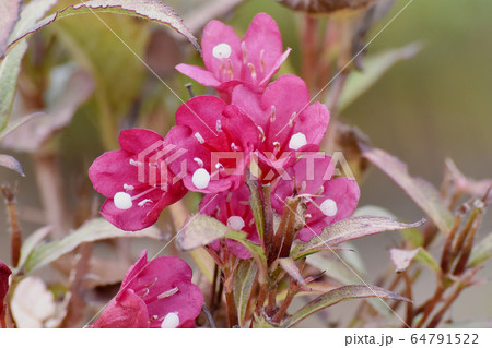 三鷹中原に咲くピンクのハコネウツギの花 三鷹中原に咲くピンクのハコネウツギの花 64791522