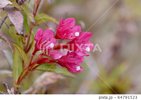 三鷹中原に咲くピンクのハコネウツギの花 64791523