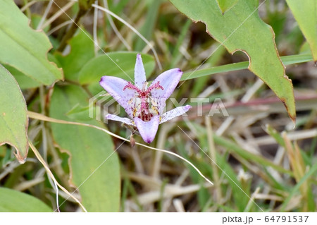三鷹中原に咲くホトトギスの花 64791537