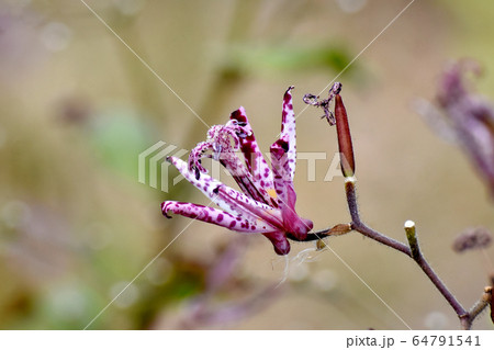 三鷹中原に咲くホトトギスの花 64791541