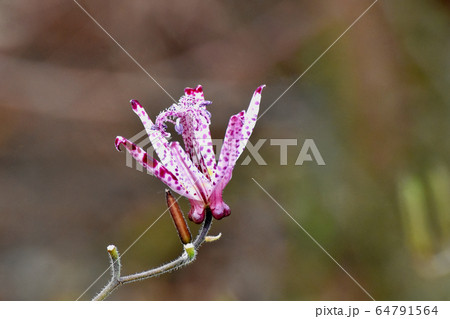 三鷹中原に咲くホトトギスの花 64791564