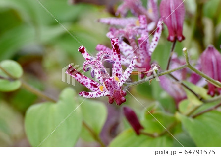 三鷹中原に咲くホトトギスの花 64791575