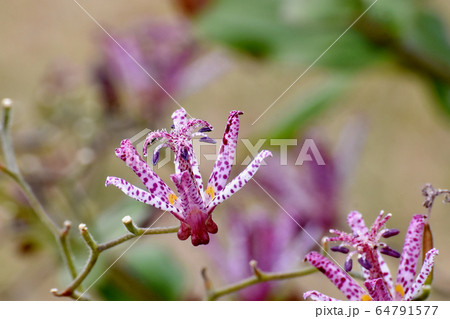 三鷹中原に咲くホトトギスの花 64791577
