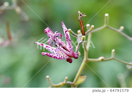三鷹中原に咲くホトトギスの花 64791579