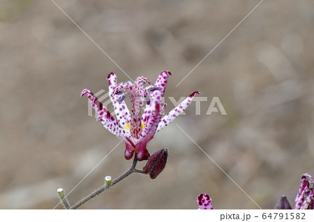 三鷹中原に咲くホトトギスの花 64791582