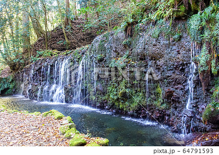 秋の箱根 千条ノ滝 苔 64791593