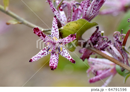三鷹中原に咲くホトトギスの花 三鷹中原に咲くホトトギスの花 64791596
