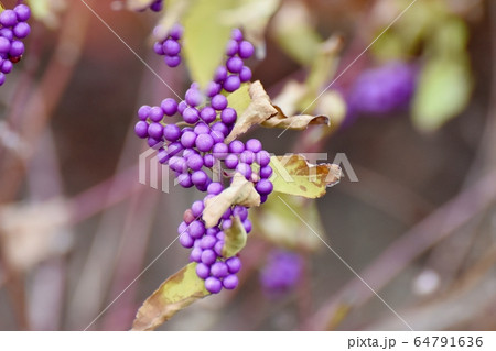 三鷹中原に咲く紫色のコムラサキ (ムラサキシキブ) の花 64791636