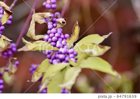 三鷹中原に咲く紫色のコムラサキ (ムラサキシキブ) の花 64791639
