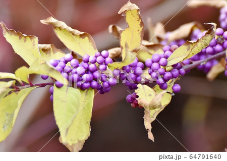 三鷹中原に咲く紫色のコムラサキ (ムラサキシキブ) の花 64791640