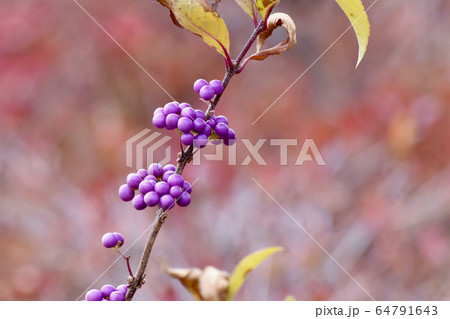 三鷹中原に咲く紫色のコムラサキ (ムラサキシキブ) の花 64791643