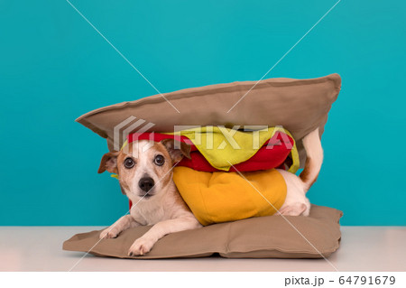 Dog looking like hamburger at home 64791679