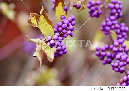 三鷹中原に咲く紫色のコムラサキ (ムラサキシキブ) の花 三鷹中原に咲く紫色のコムラサキ (ムラサキシキブ) の花 64791702