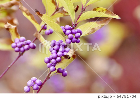 三鷹中原に咲く紫色のコムラサキ (ムラサキシキブ) の花 三鷹中原に咲く紫色のコムラサキ (ムラサキシキブ) の花 64791704