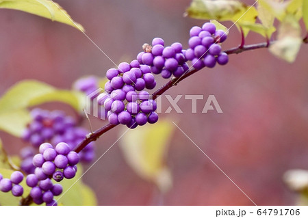 三鷹中原に咲く紫色のコムラサキ (ムラサキシキブ) の花 64791706