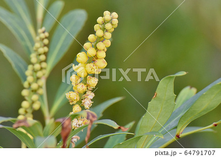 三鷹中原に咲く黄色いホソバヒイラギナンテンの花 64791707