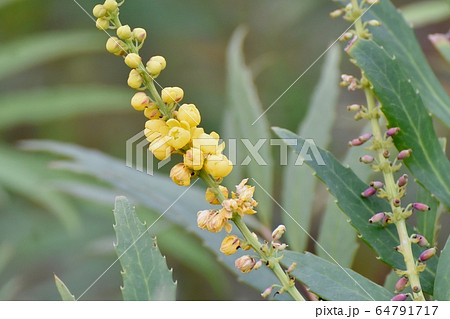 三鷹中原に咲く黄色いホソバヒイラギナンテン の花 三鷹中原に咲く黄色いホソバヒイラギナンテン の花 64791717