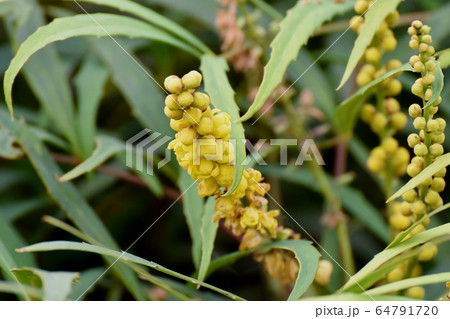 三鷹中原に咲く黄色いホソバヒイラギナンテン の花 64791720