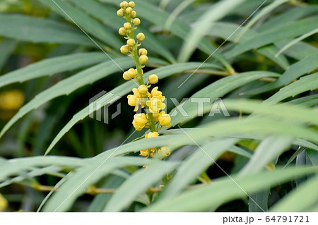三鷹中原に咲く黄色いホソバヒイラギナンテン の花 64791721