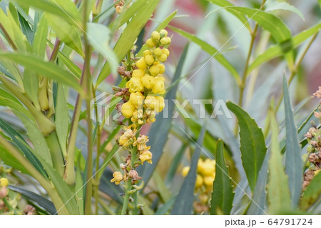 三鷹中原に咲く黄色いホソバヒイラギナンテン の花 三鷹中原に咲く黄色いホソバヒイラギナンテン の花 64791724