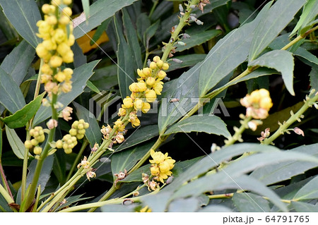 三鷹中原に咲く黄色いホソバヒイラギナンテン の花 64791765