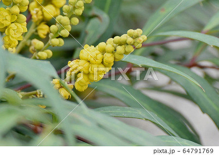 三鷹中原に咲く黄色いホソバヒイラギナンテン の花 64791769