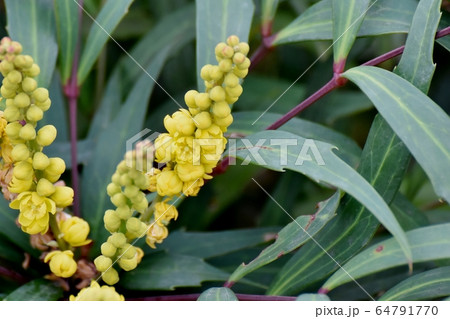 三鷹中原に咲く黄色いホソバヒイラギナンテン の花 三鷹中原に咲く黄色いホソバヒイラギナンテン の花 64791770