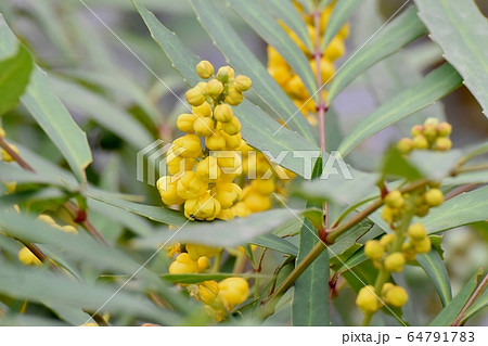 三鷹中原に咲く黄色いホソバヒイラギナンテンの花 64791783