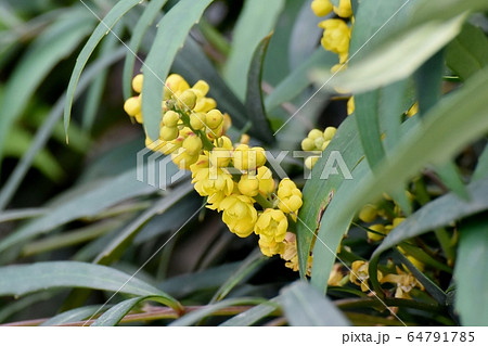 三鷹中原に咲く黄色いホソバヒイラギナンテンの花 64791785