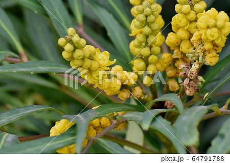 三鷹中原に咲く黄色いホソバヒイラギナンテンの花 三鷹中原に咲く黄色いホソバヒイラギナンテンの花 64791788