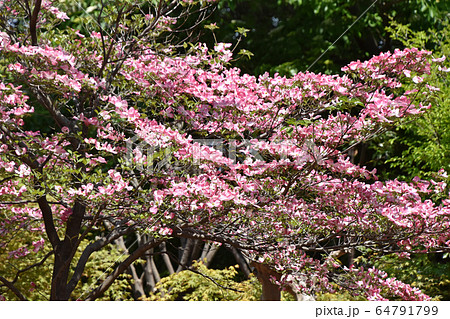 ハナミズキ(花水木) ハナミズキ(花水木) 64791799